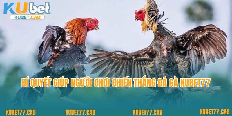 Bí quyết giúp người chơi chiến thắng đá gà KUBET77