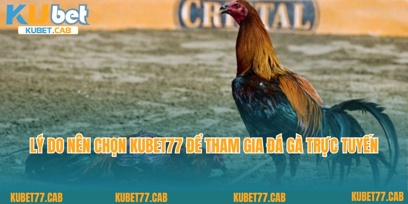 Lý do nên chọn KUBET77 để tham gia đá gà trực tuyến