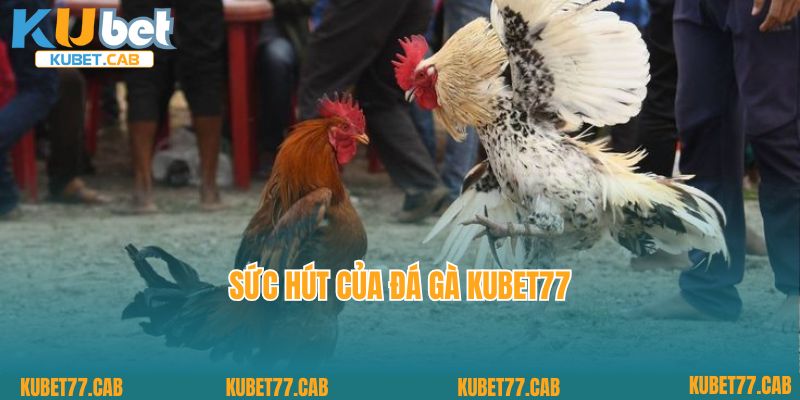 Sức hút của đá gà KUBET77