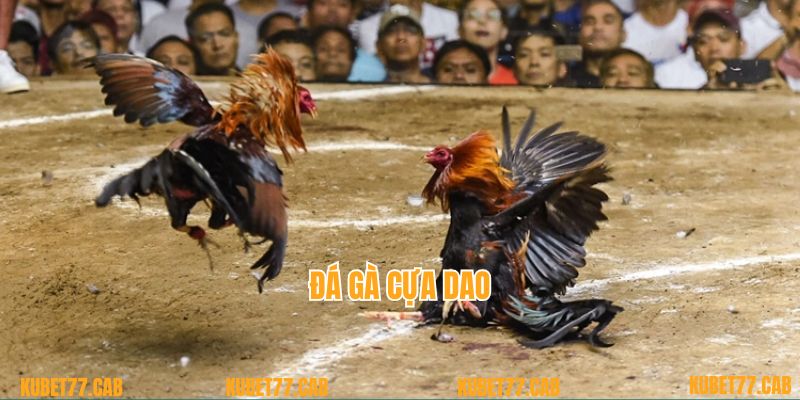 Đá gà cựa dao