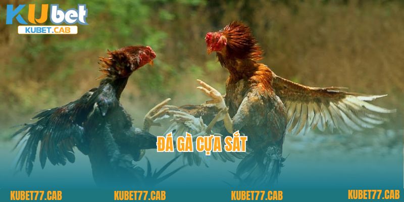 Đá gà cựa sắt