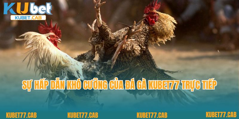 Sự hấp dẫn khó cưỡng của đá gà Kubet77 trực tiếp