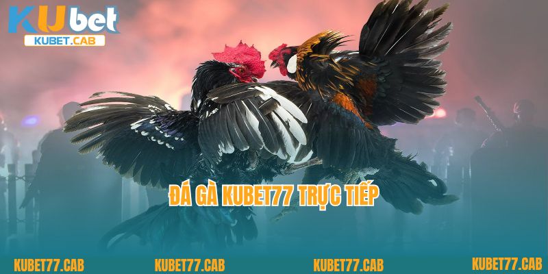 Cực Phẩm Đá Gà Kubet77 Trực Tiếp: Mãn Nhãn Với Mọi Trận Đấu